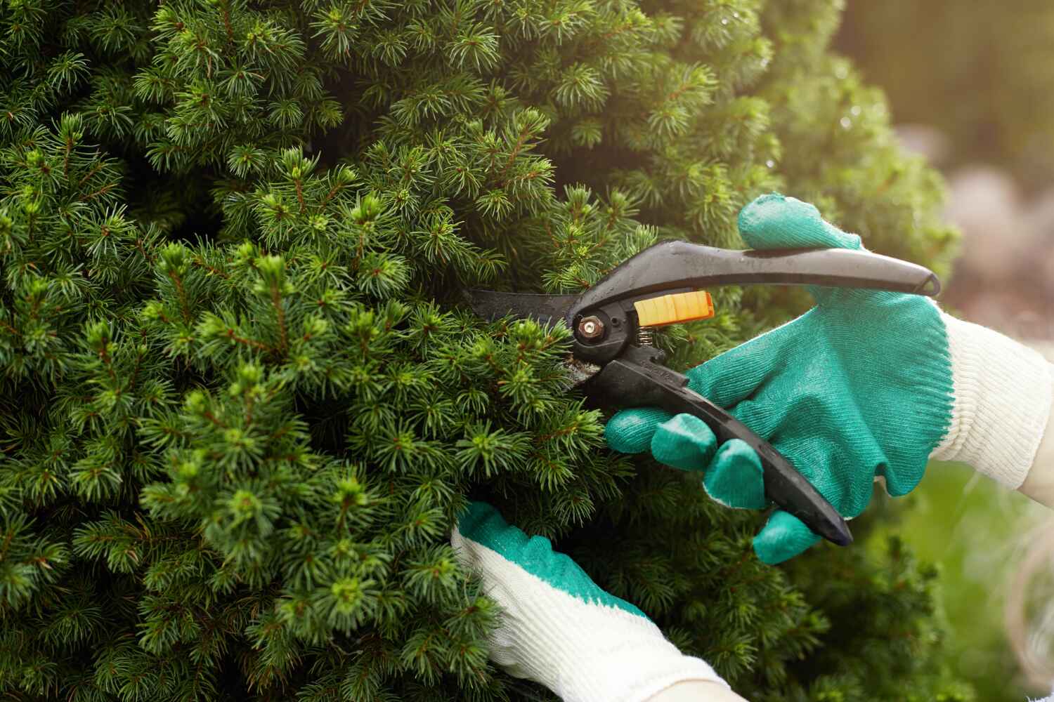 Reliable Pine Bluff, AR Tree Service Solutions